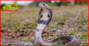 Indian Cobra