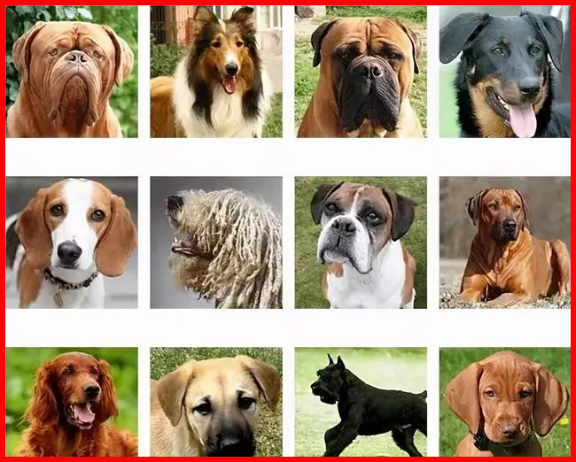 Dog breeds