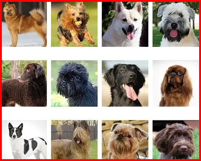 Dog breeds