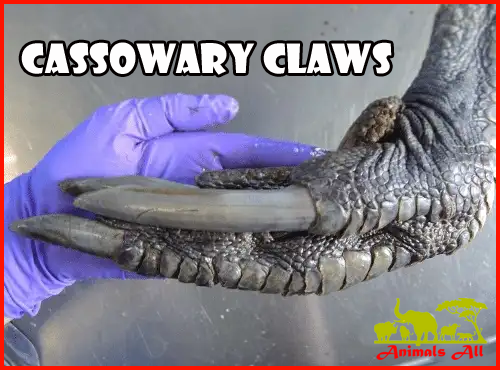 Cassowary claws