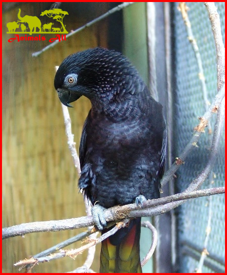 Black Lorikeet