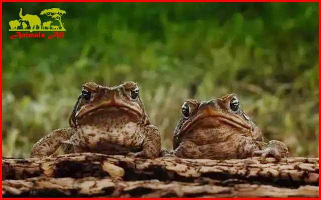 Toads