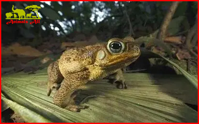 Toad