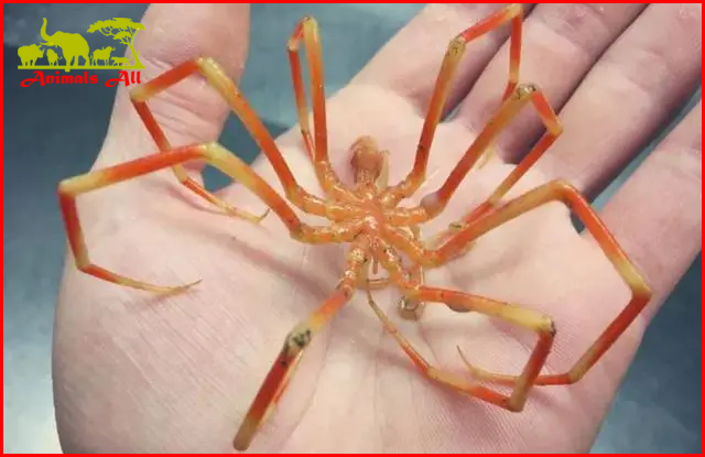 The unique chelicerae of sea spiders