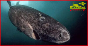 Greenland Shark