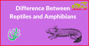 Reptiles and Amphibians