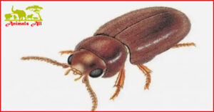 Tobacco beetle