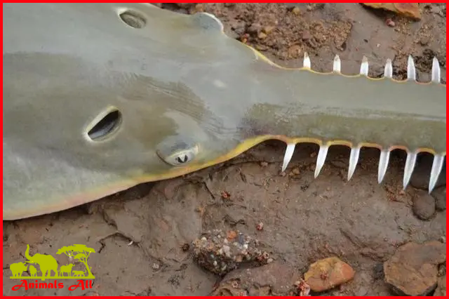 Sawfish