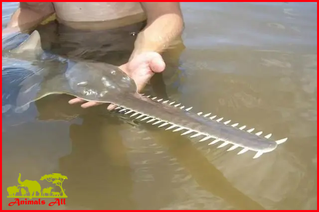 Sawfish