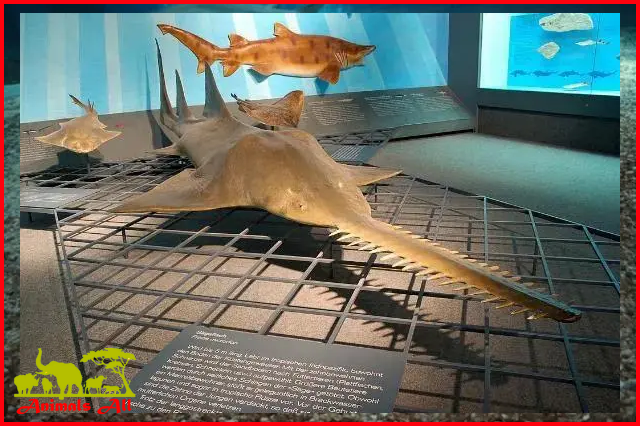 Sawfish