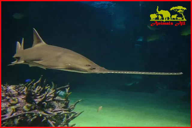 Sawfish