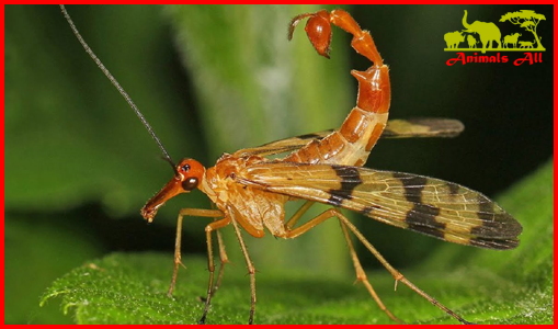 The Scorpion Fly Mating rituals