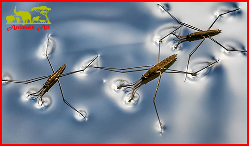 Water strider