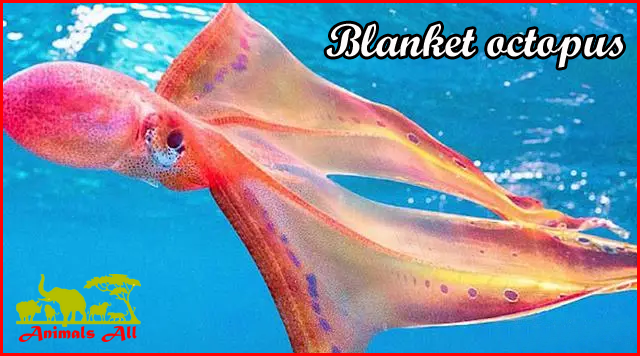 Blanket octopus