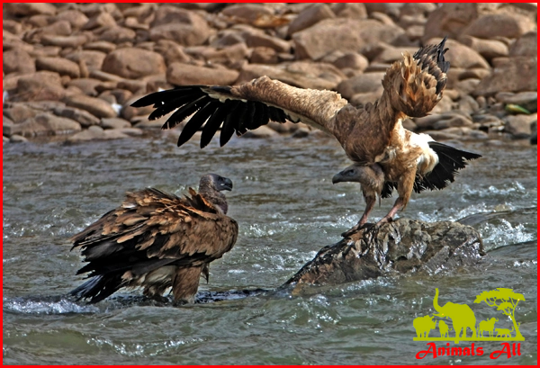 vulture vs eagle