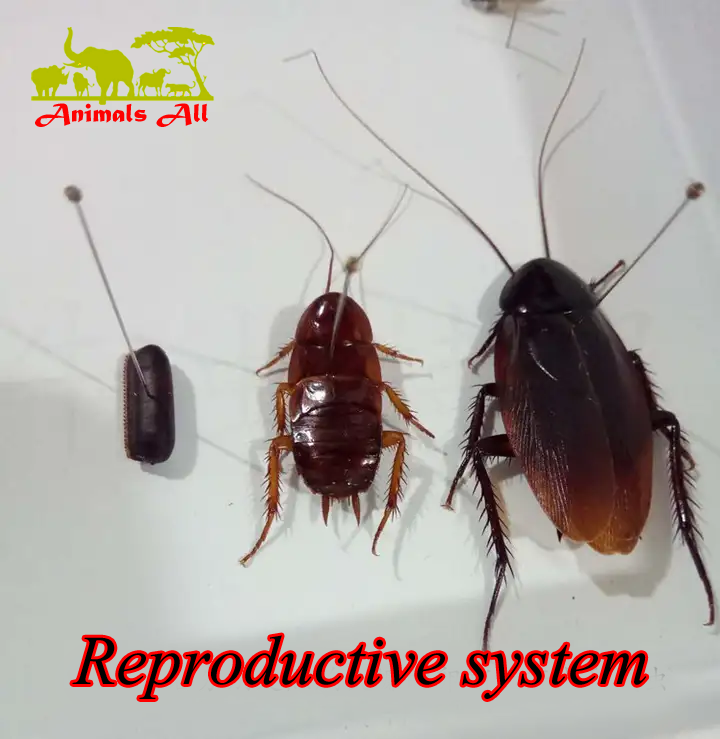 cockroach Reproductive system