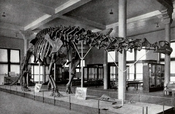 Brontosaurus with a prosthetic head; source: Wikipedia