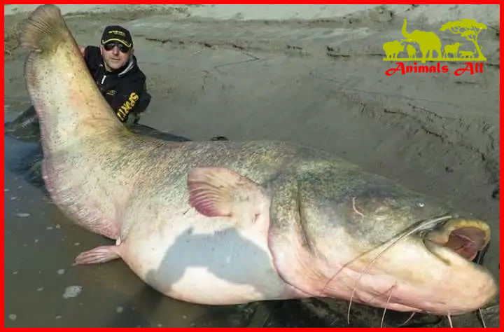 Giant Catfish