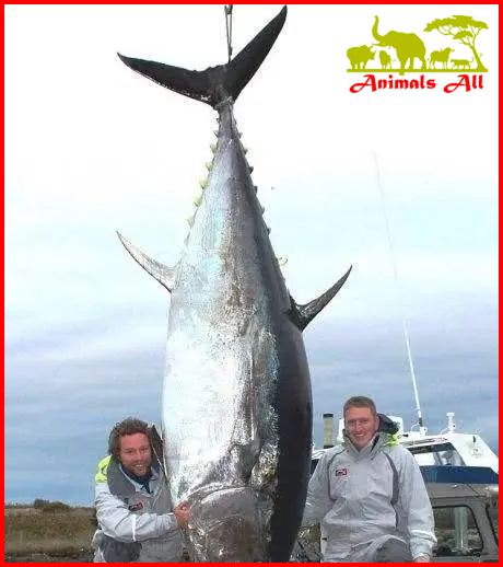 Atlantic bluefin tuna