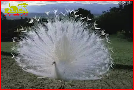 White peacock, an artificially bred variant of blue peacock.
