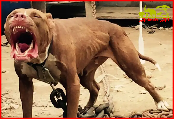 pitbull dog Fighting Ability 