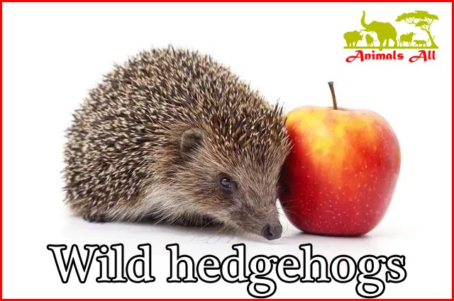 Wild hedgehog
