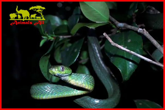 Green forest snake