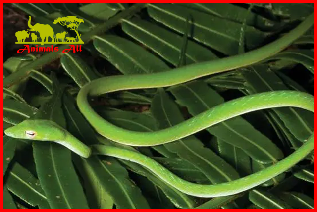 Green Thin Snake