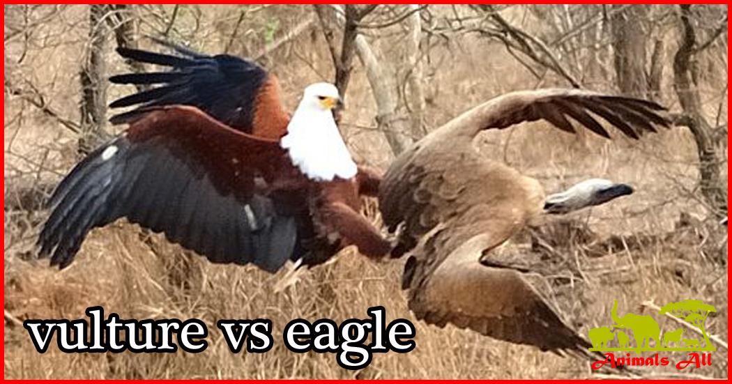 vulture vs eagle