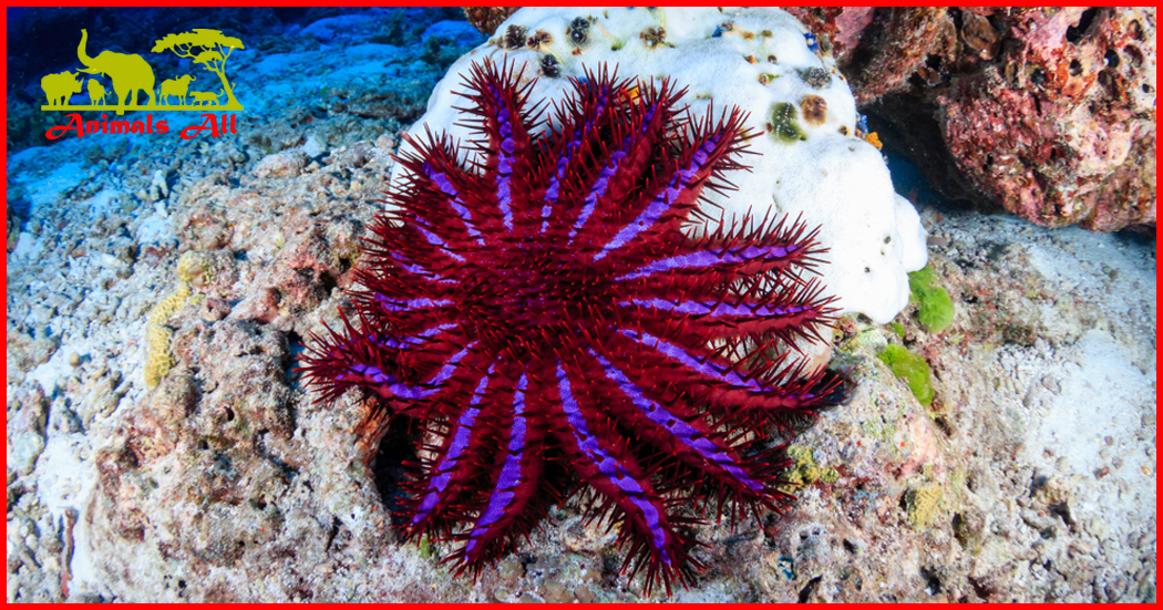 Crown of thorns star fish