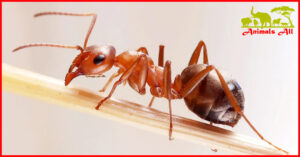 Red Ant