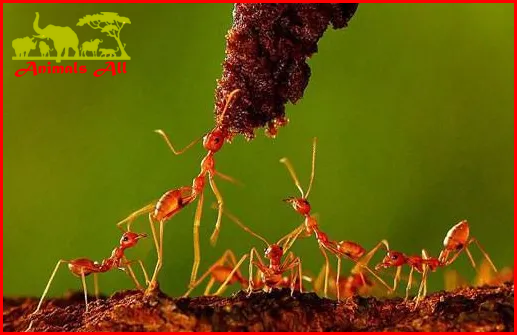 Red Ants Groups