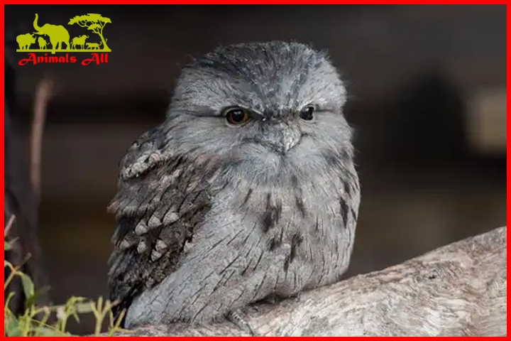 Frogmouth