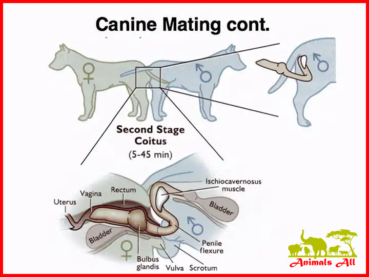 Dogs Mating Chart