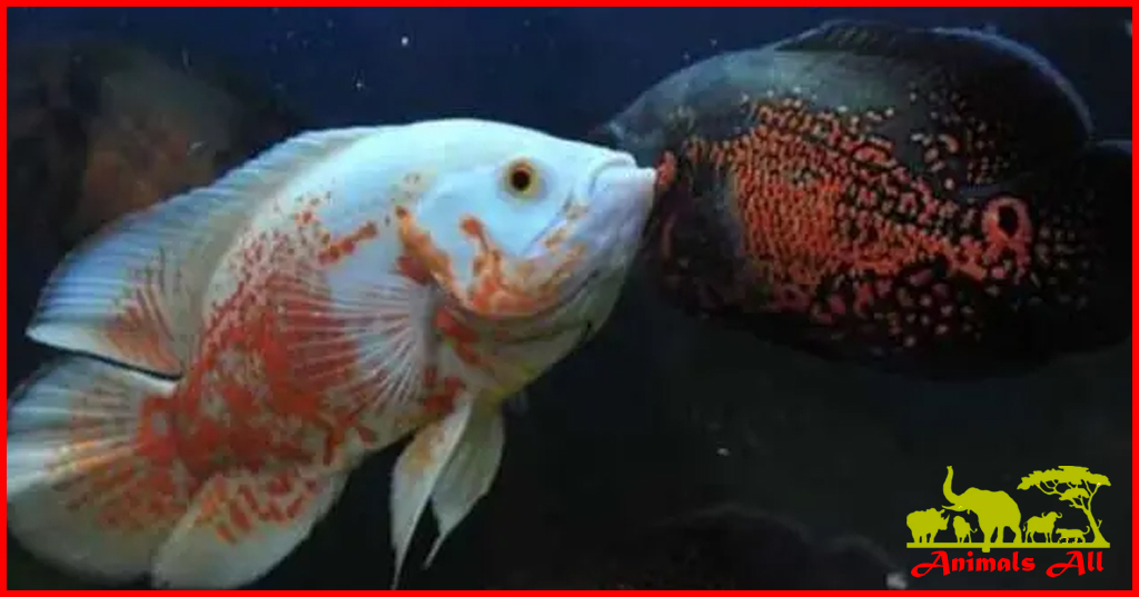 Ornamental fish