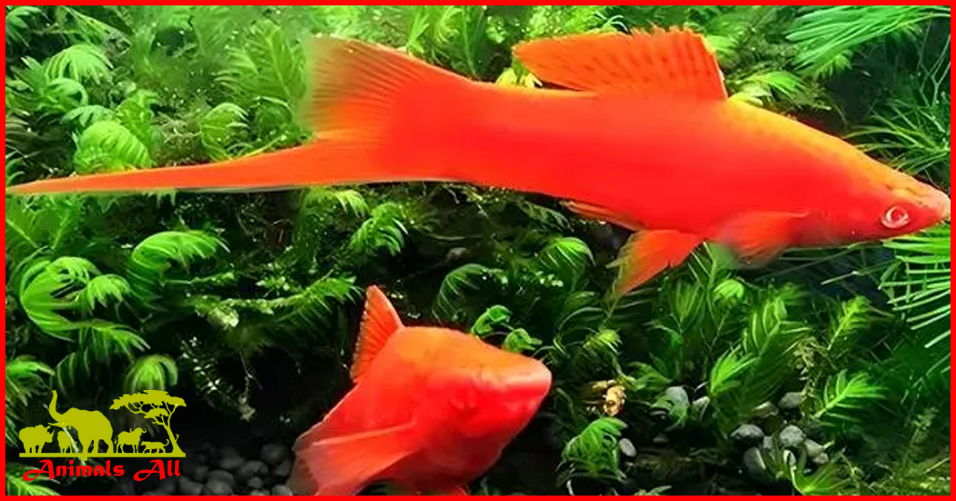 Red Arrowfish