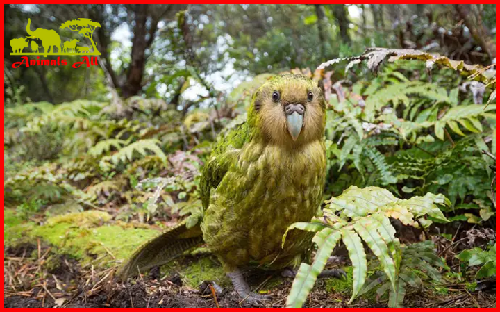 Kakapo Bird