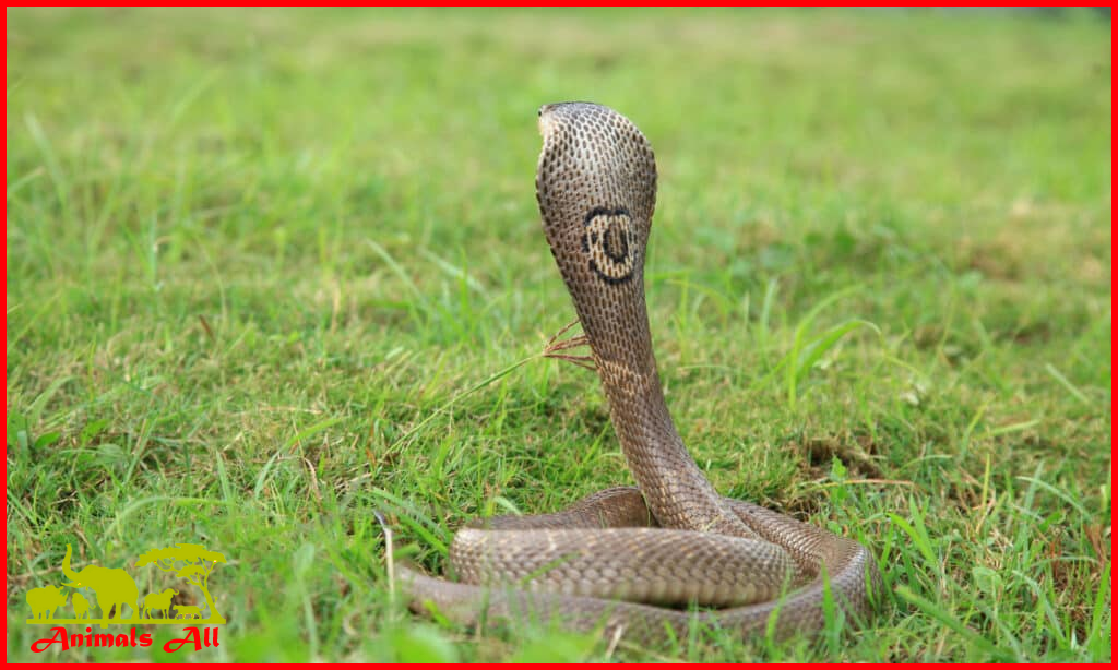 File Photo Indian Cobra 