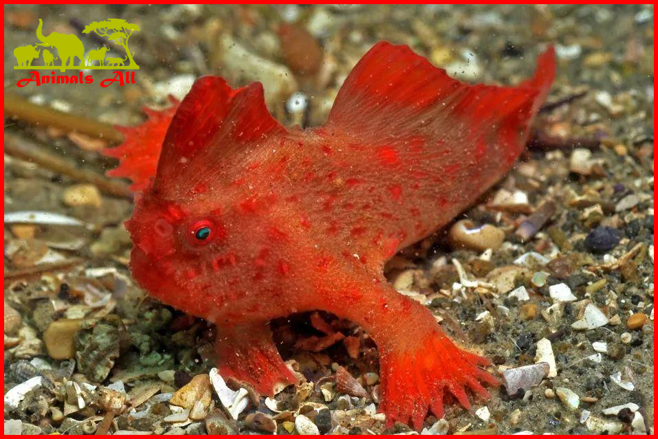 Red Handfish