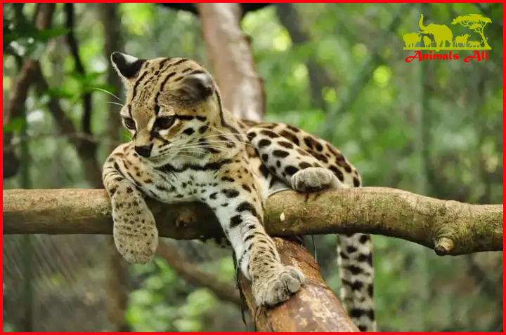 Long-tailed tiger cat, good at climbing trees