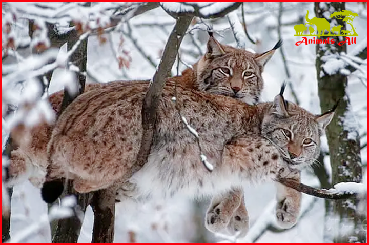 Eurasian lynx on a tree