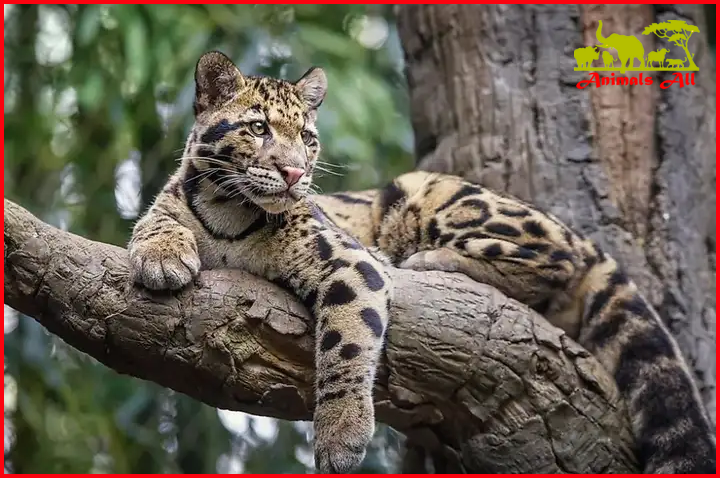 Clouded Leopard