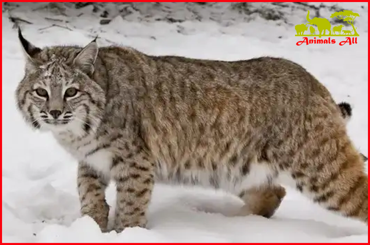 The bobcat is also a member of the genus Lynx.