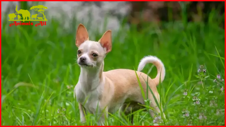 Smallest Dog Breeds