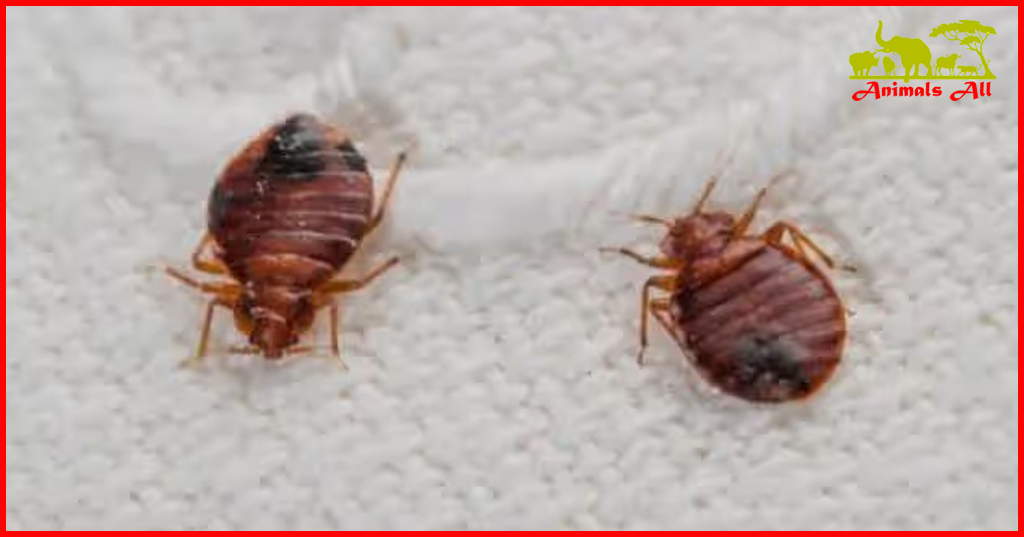 Bed Bugs