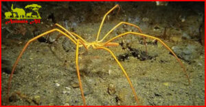 Sea spider