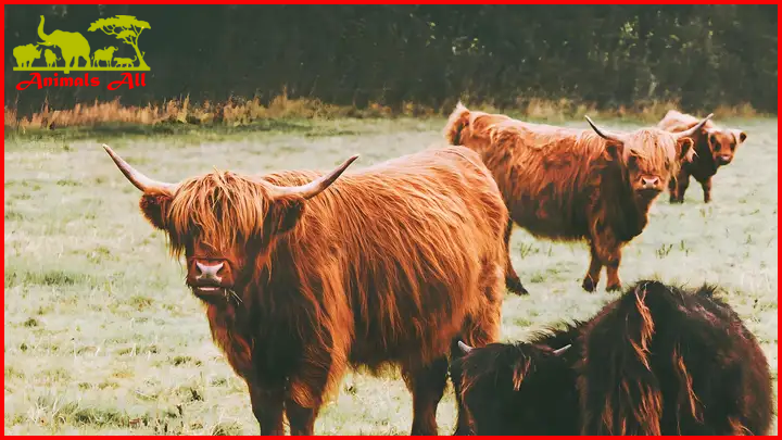 Highland cows