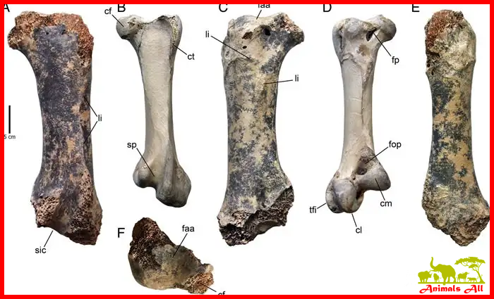 Comparison of the left femur of a giant bird and an ostrich femur