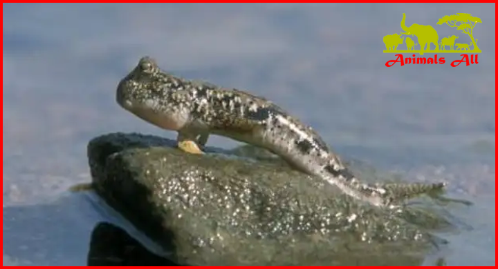 Mudskipper