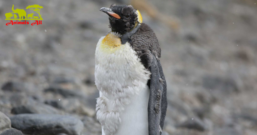 penguins molting